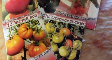 Popis odrůdy rajčat staroselský, její vlastnosti a produktivita